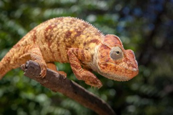 In warmen Goldtönen präsentiert sich ein weibliches Parsons Chamäleon (Calumma parsonii) bei Diego Suarez - mit ihrem imposanten Kopfkamm und den charakteristischen Augenwülsten zählt diese Art zu den größten Chamäleons der Welt und kann ihre Körperfarbe je nach Stimmung und Temperatur von Grün über Orange bis hin zu diesen spektakulären Kupfertönen wechseln.