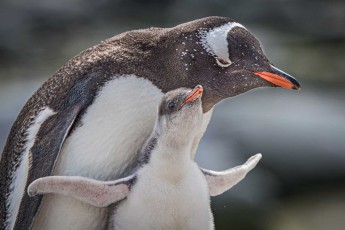 Ein Eselspinguin-Küken bettelt hartnäckig mit weit ausgestreckten Flossen nach Futter. Bald wird der Altvogel nachgeben und begehrten Krill hervorwürgen.