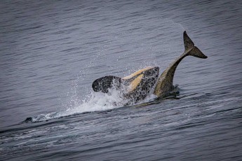 Zwei Orcas drehen sich eng umschlungen durch die antarktische See – ein seltener Anblick und ein typisches Paarungszeichen. Der gelbliche Belag auf ihrer Haut stammt von Kieselalgen, die in eisigen Gewässern gedeihen.