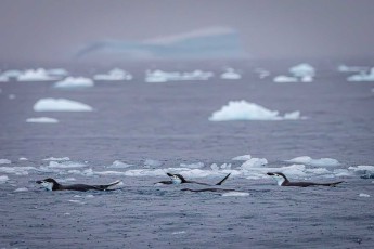 Zügelpinguine sausen durch die eisige See – ein elegantes Auf und Ab, das Geschwindigkeit und Luftholen vereint.