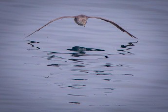 Ein Riesensturmvogel gleitet knapp über die spiegelglatte See der Antarktis. Mit einer Spannweite von über zwei Metern durchstreift er die südlichen Ozeane auf der Suche nach Aas und Fisch.