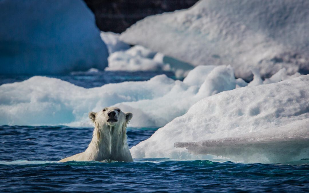 Arctic – Ship expedition from Canada to Greenland