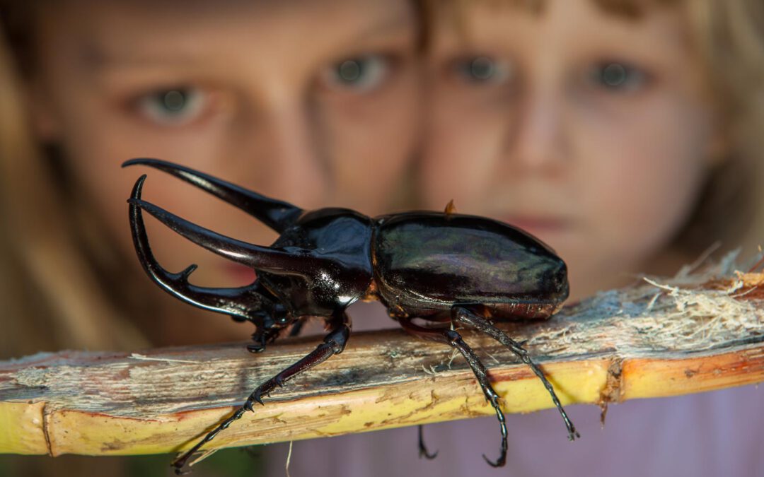 Borneo – Familienabenteuer im Dschungel