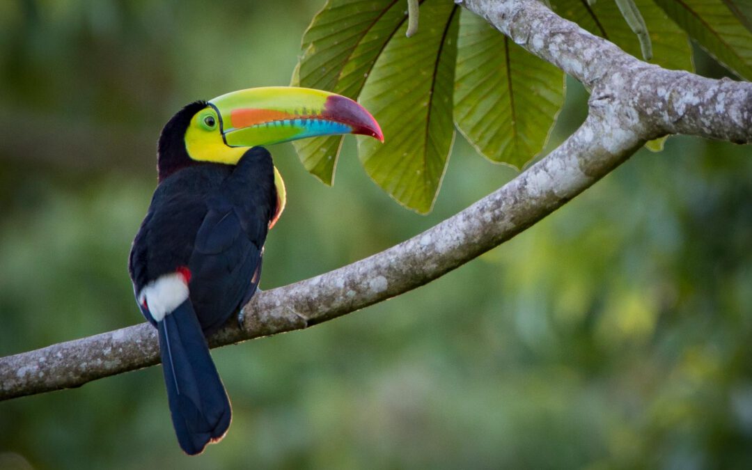 Costa Rica – atemberaubende Vielfalt entdecken