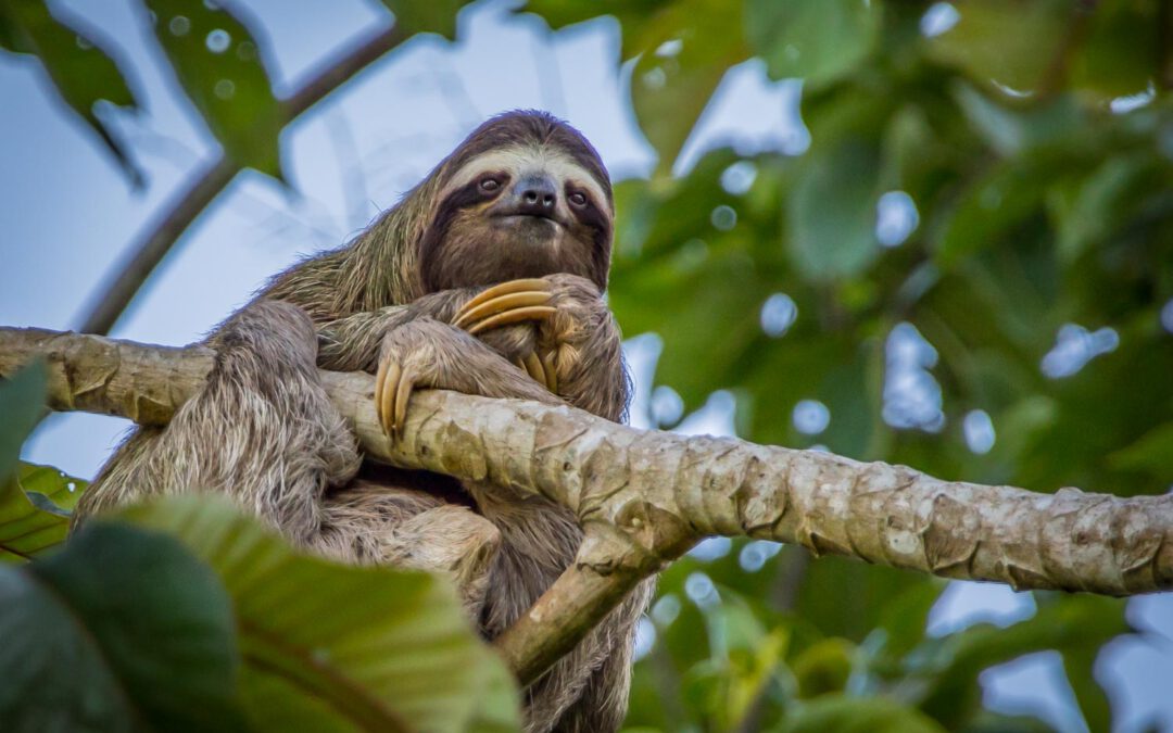 Costa Rica – Fliers, frogs, sloths