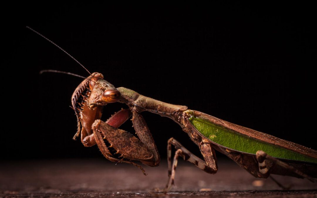 Borneo Fotogalerie