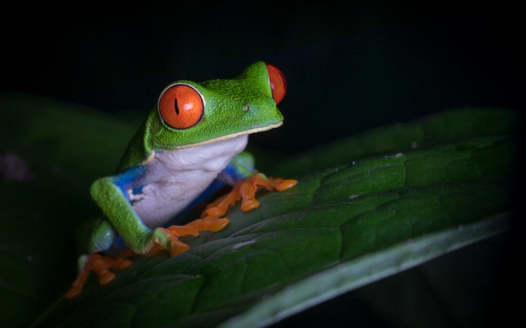 Costa Rica Fotogalerie