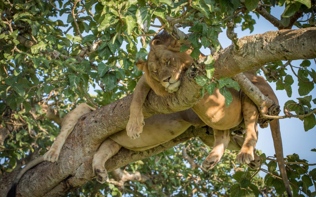 Uganda – Tree lions and monkey shows