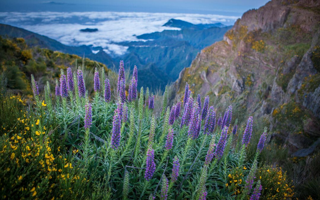 Madeira – 50 Shades of Green