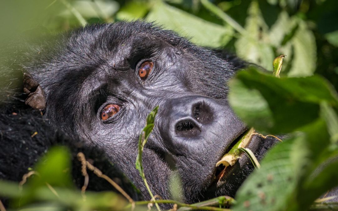 Uganda Fotogalerie