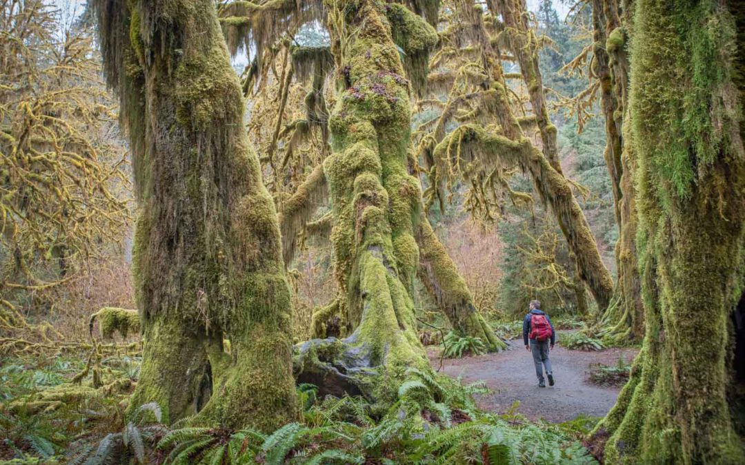 USA – Olympic Nationalpark