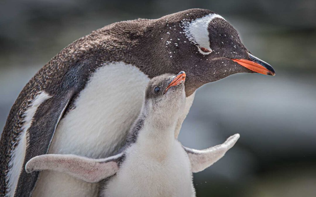 Photogallery Antarctica